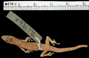 Media type: image;   Herpetology R-21940